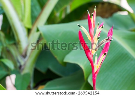 heliconia flower,Bird of Paradise flower with green leaf