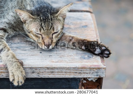 Old cat sleeping on a wooden floor with bokeh background
