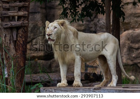 White lion standing and see Stranger
