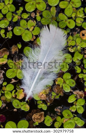 White feathers floating on calm water nature background