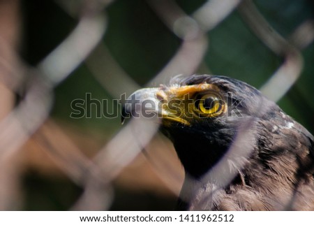 Hawk Behind The Cage Images And Stock Photos Avopixcom