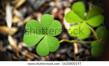 Shutterstock Puzzlepix