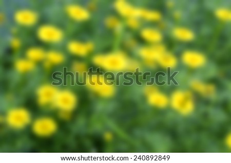Blurred flower background, Defocused flower abstract background.