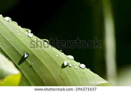 ?Banan leaf with water drops effect green, drops of dew on a green grass
