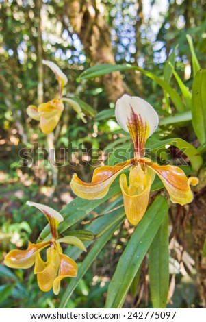 lady\'s slipper orchid (Paphiopedilum Callosum)