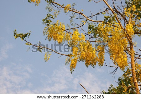 Golden Flower or Cassia Fistula, national flower of Thailand