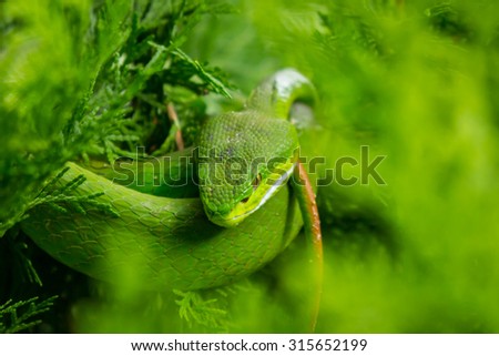 Green pit viper, Asian pit viper in nature.