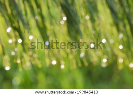 Bokeh from Rain Dew drops on green pine leaf grass
