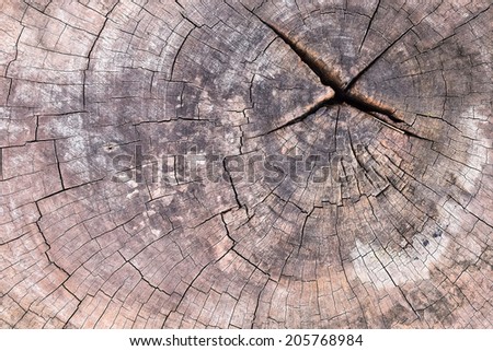 Cross section of stump tree trunk showing growth rings. (copy space)