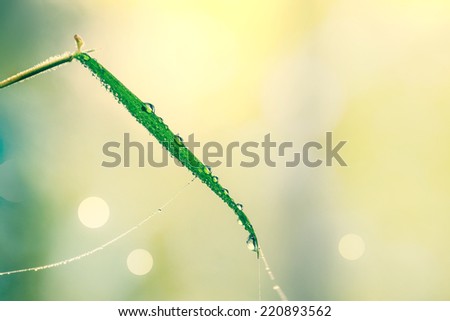 Water drops on bamboo leaf nature background