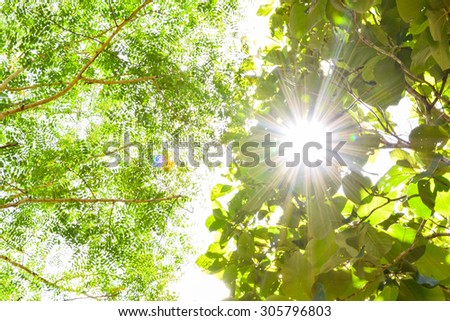 green leaf with sun flare (refresh life concept background)