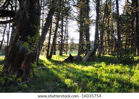 The setting sun streams through the trees on the Continental Divide near Targhee Pass.