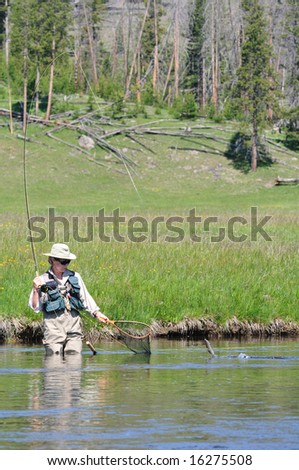 Active senior woman reaching out her net towards a trout in the water, wading the Firehole River in Yellowstone Park.