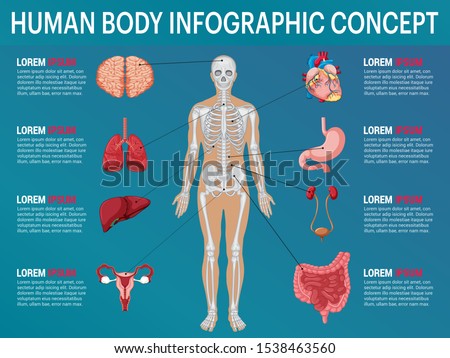 Human body internal organs, Medical human anatomy Infographic concept isolated on Blue background, vector illustration