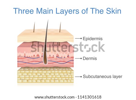 Three main layer of the human skin. Illustration about medical diagram.

