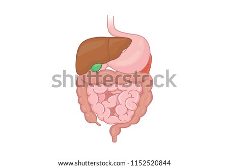 Digestive system organ of Human isolated on white background. Illustration about anatomy.