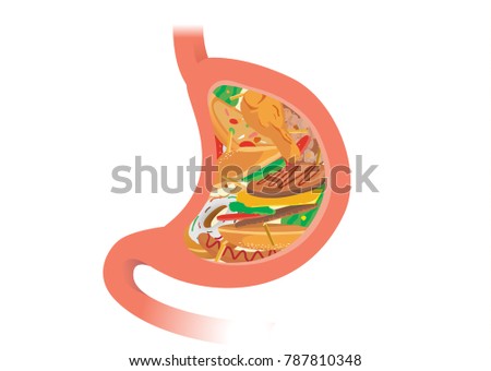 Stomach filled by fast food which difficult for digestive. Illustration about eat and health.