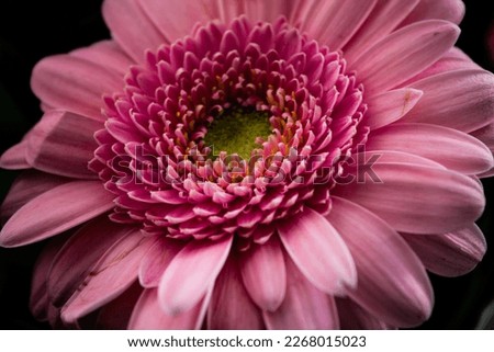 Similar – Image, Stock Photo Flower Macro shot