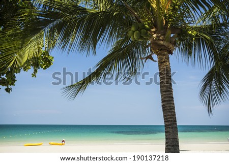 coconut tree, beach in Thailand