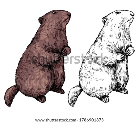 Realistic drawing of standing groundhog. Ink sketch of marmot. Set of black contour and color element isolated on white. Hand drawn vector illustration in vintage style. For design, decor, print, card