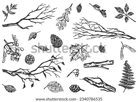 Set of autumn botany attributes. Sketches of fallen leaves, branches, pine cones, rowan twig. Hand drawn vector illustrations. Outline clipart collection isolated on white.