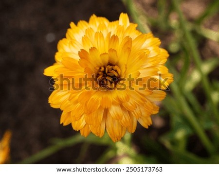 Similar – Image, Stock Photo Upclose view of blooming pink Daisy in the spring sun