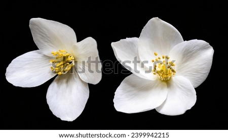 Similar – Image, Stock Photo Beautiful flying pink marguerite flower and petals at white background. Floral levitation