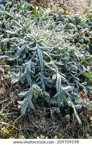 Autumn frost on plant in the morning sunshine, background