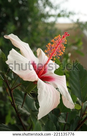 Large white hibiscus flower in the garden of Greek in the light of the setting sun