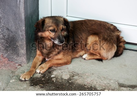 Dog sitting at the door waiting something