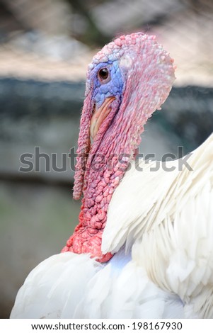Close up of alive turkey