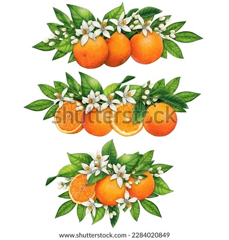watercolor hand drawn realistic oranges and orange flowers