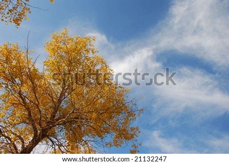 Populus diversifolia tree in autumn,in China\'s western regions