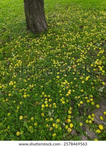 Similar – Foto Bild Fallobst auf der Wiese