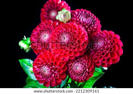 Similar – Image, Stock Photo Buds of red dahlias. Flowering shrubs of dahlia in the form of a flower bed in the garden