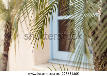 Vintage(old) house wall and window and coconut tree in the spring.
