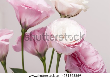 White and pink rose for wedding bouquet in the ivory background, studio.