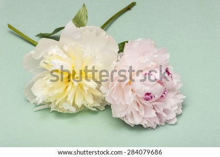 A pink(red) and white(yellow) peony flower for wedding bouquet on the emerald green paper bottom at the studio.