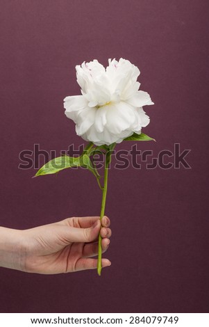 A woman(girl) hand hold a white(yellow) peony(rose) flower for wedding bouquet to lover in the brown(wine, chocolate) color background at the studio.