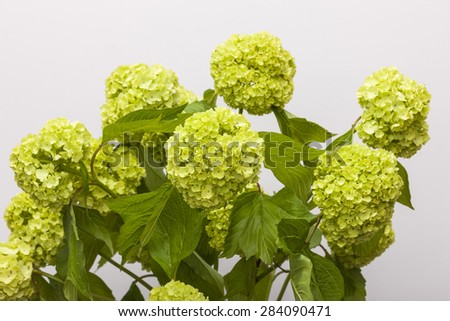 A green(yellow) hydrangea flower and leaf(leaves) close up in the grey background at the studio.