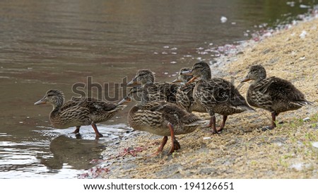juvenile baby mallard ducks waiting for mom