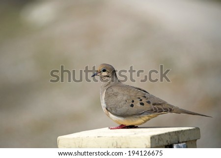 Mourning Dove perched. Doves mate for life, are incredibly loyal to each other and work together to build their nest and raise their young.