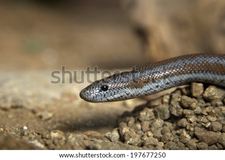 Rosy Boa a small attractive non-venomous snake