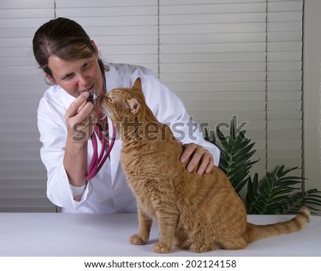 Male orange tabby cat on exam table with a caring female veterinarian examining