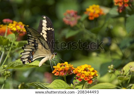 The Black Swallowtail butterfly, also called the American Swallowtail or Parsnip Swallowtail. Drinking nectar from orange and yellow Lantana flowers