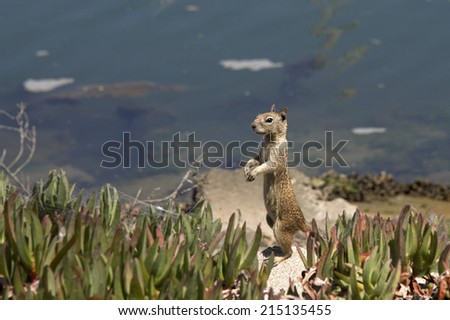 Grey ground squirrel in Delosperma cooperi, more commonly known as ice plant ground cover