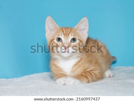 Portrait of one Orange and white tabby kitten laying on a fluffy white blanket, paws primly together, looking at viewer. Blue background. Imagine de stoc © 