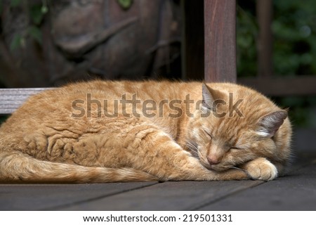 Domesticated Orange Tabby cat sleeping outside on wood patio deck