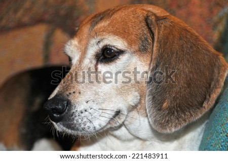 miniature beagle dog close up profile image