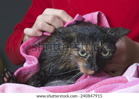 Torbie Tourteshell cat being towel dried after a flea bath